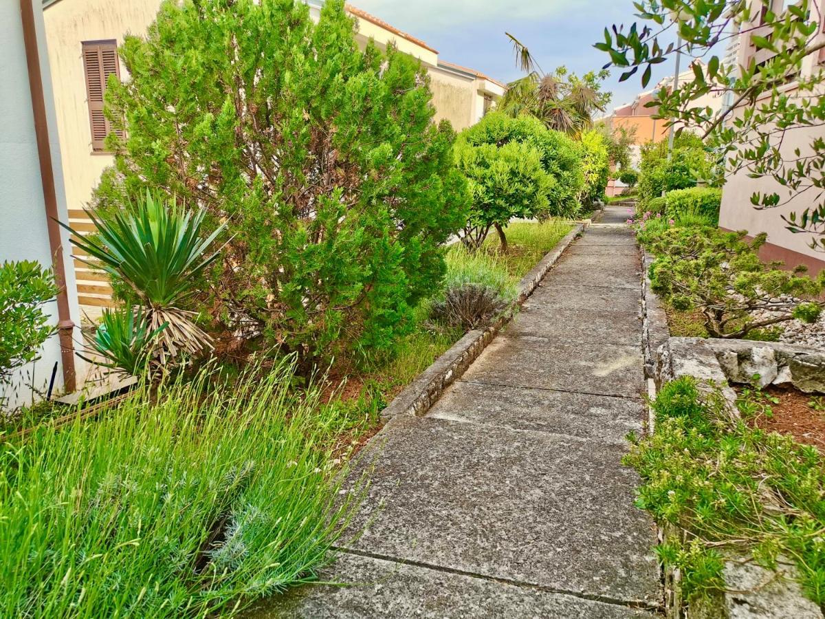 Lavandula Labin  Exteriör bild